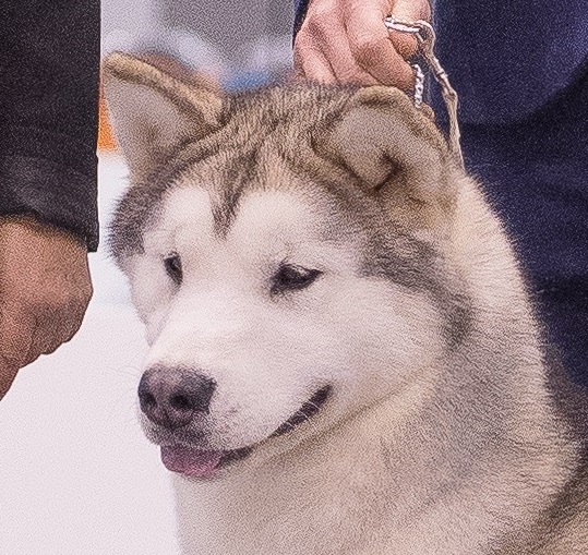 DIDI