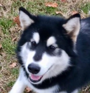NIKITA2