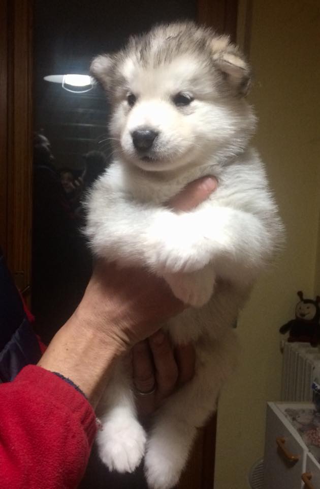 didi1mese didi1mese